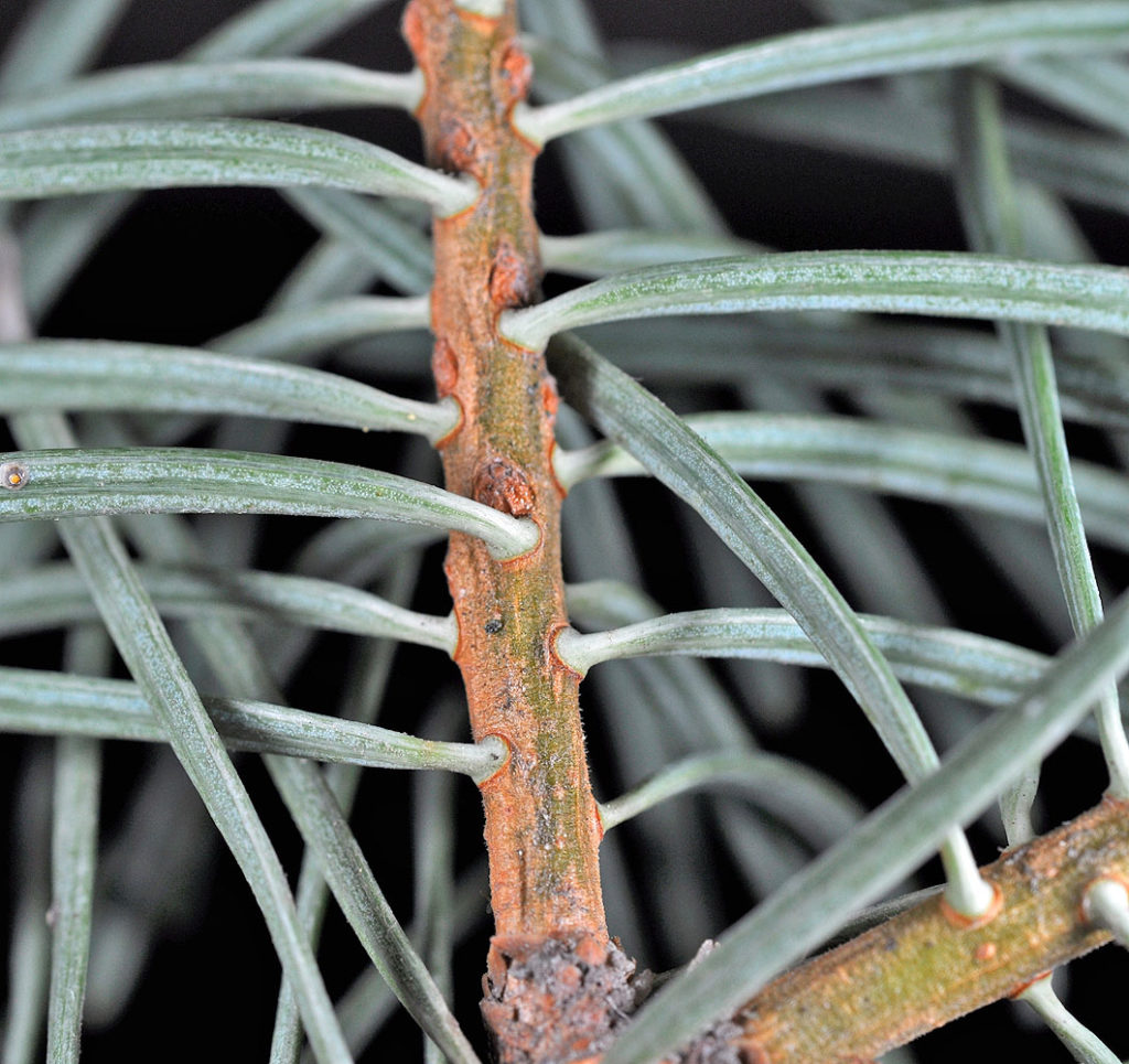 Photo of Abies concolor twig, close up