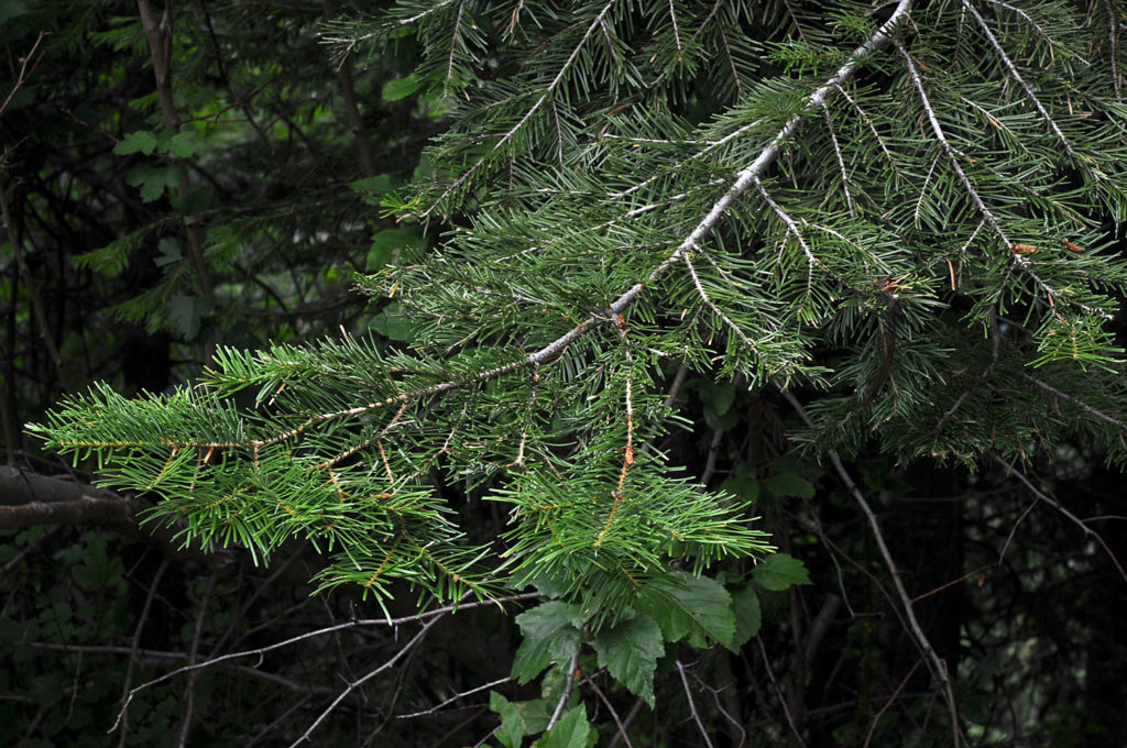 Photo of Abies grandis in the wild