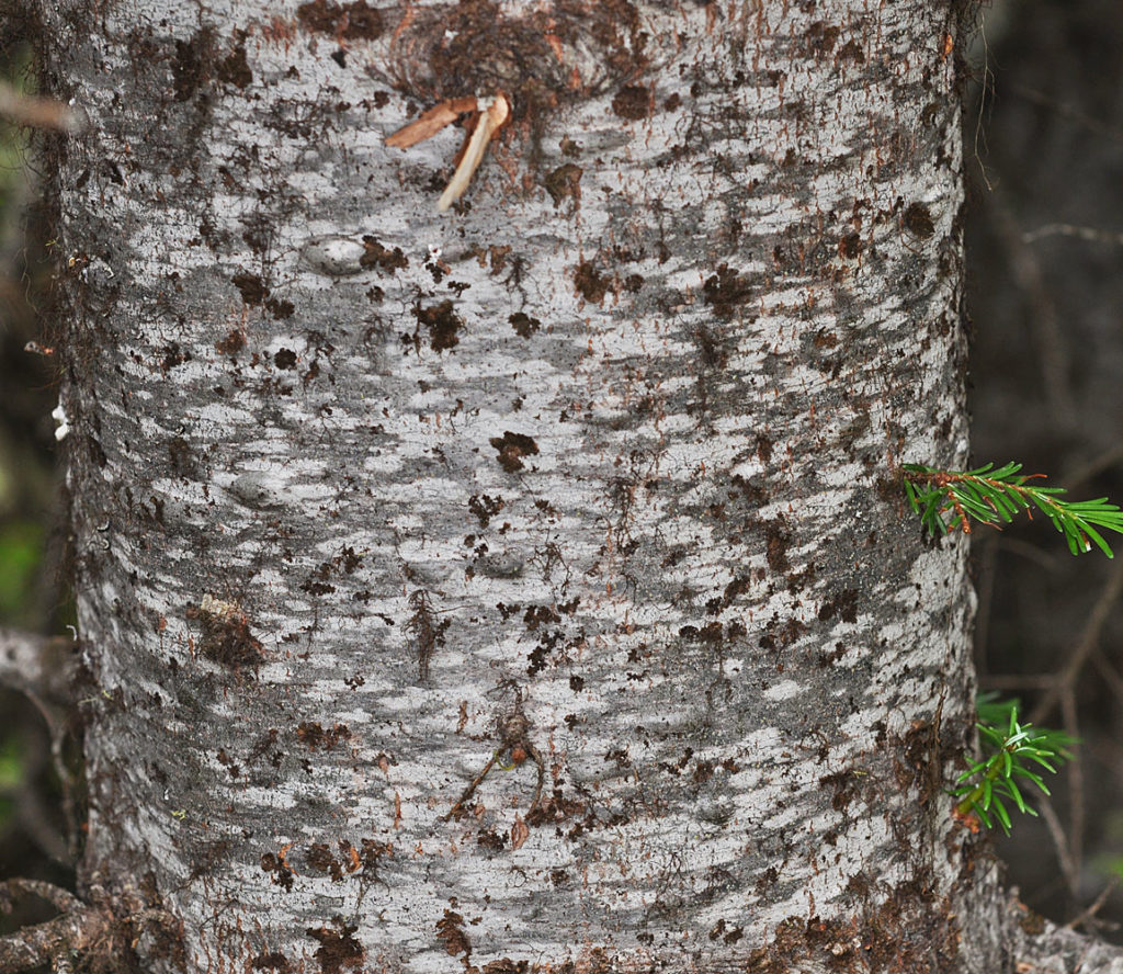 Photo of Abies grandis trunk, zoomed in