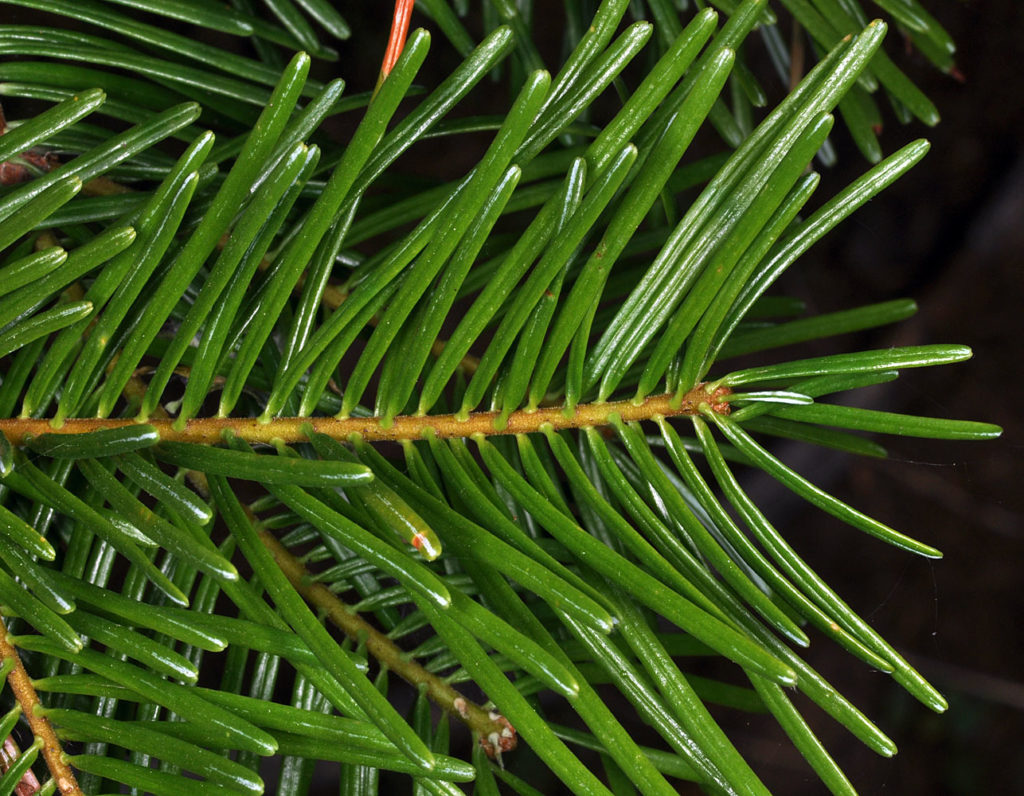 Close up of Abies grandis branch, zoomed in