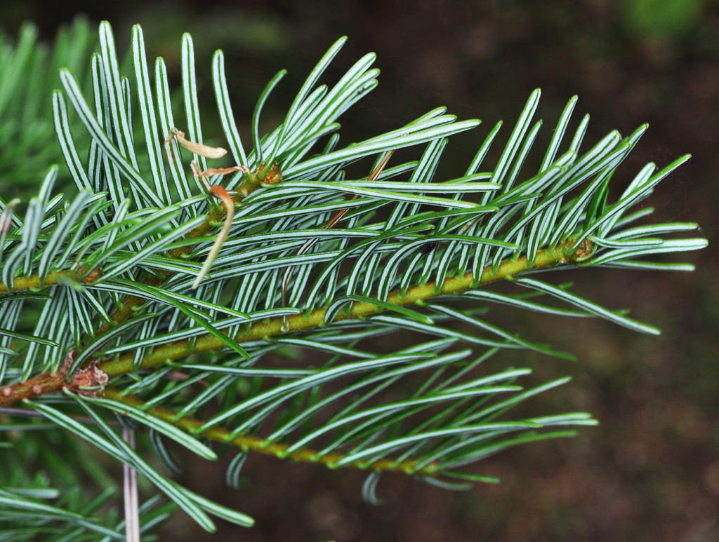 Another angle of Abies grandis branch