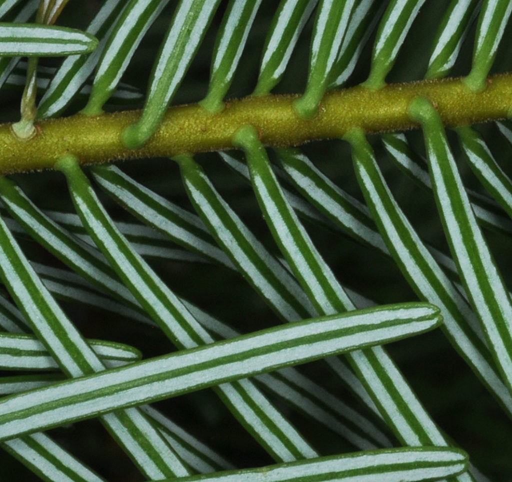 Zoomed in photo of Abies grandis branch