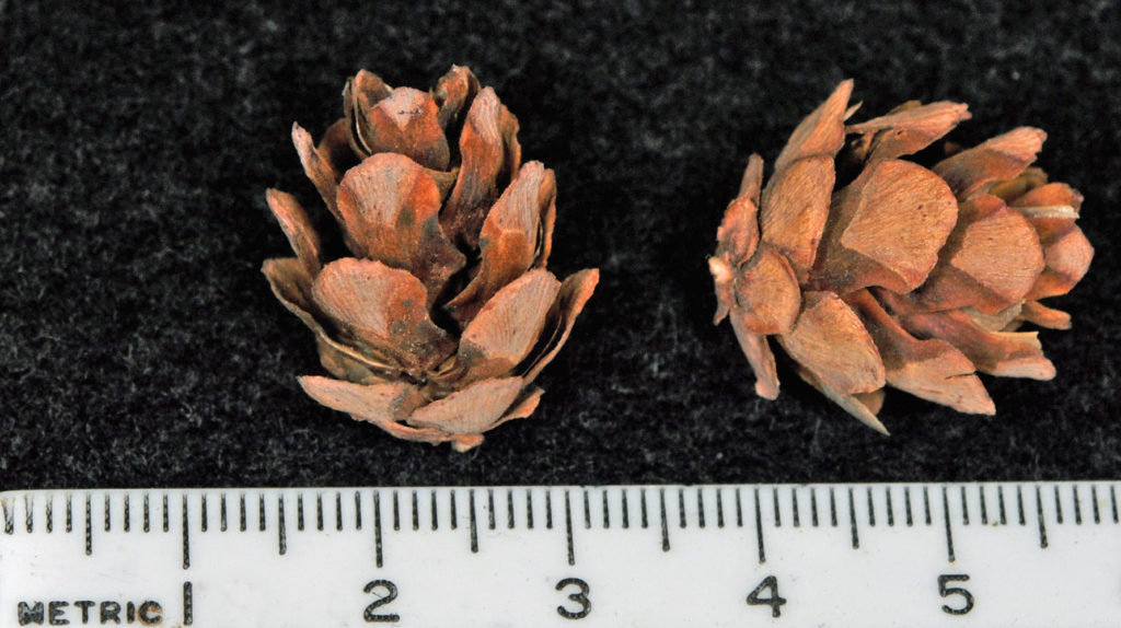 Flora of Eastern Washington Image: Tsuga heterophylla pinecones measured
