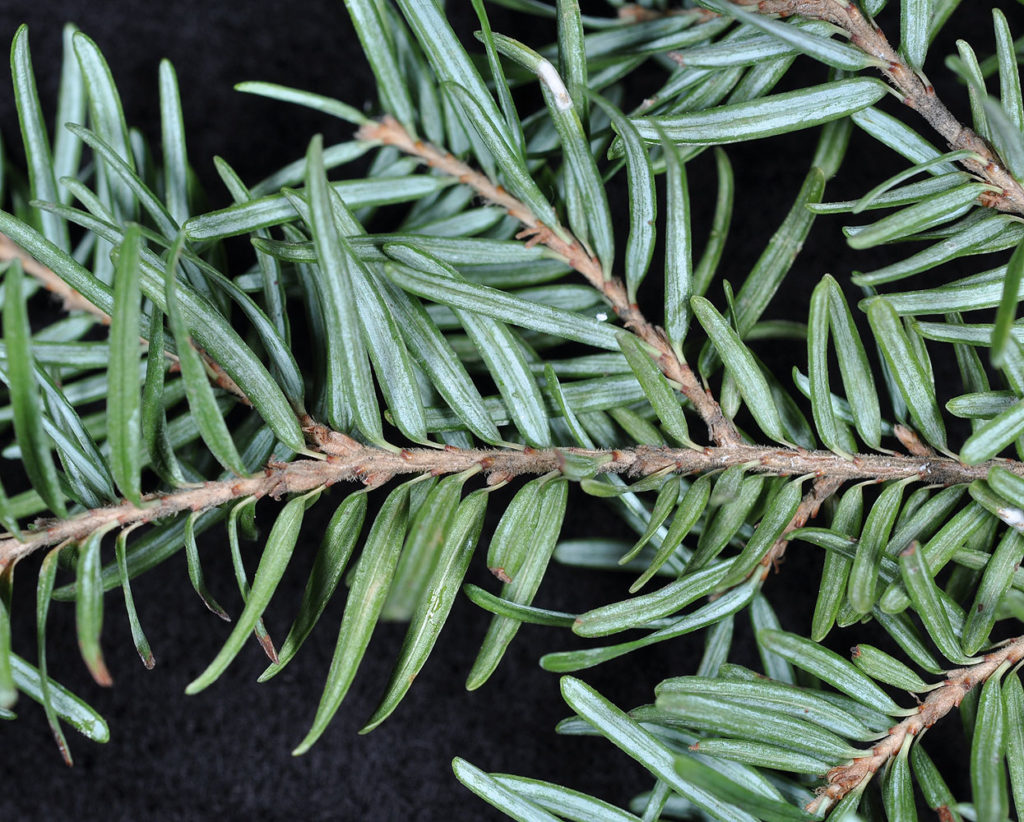 Flora of Eastern Washington Image: Tsuga heterophylla zoom of leaves in lab