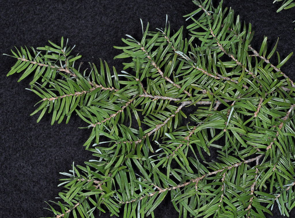 Flora of Eastern Washington Image: Tsuga heterophylla stems and leaves in a lab