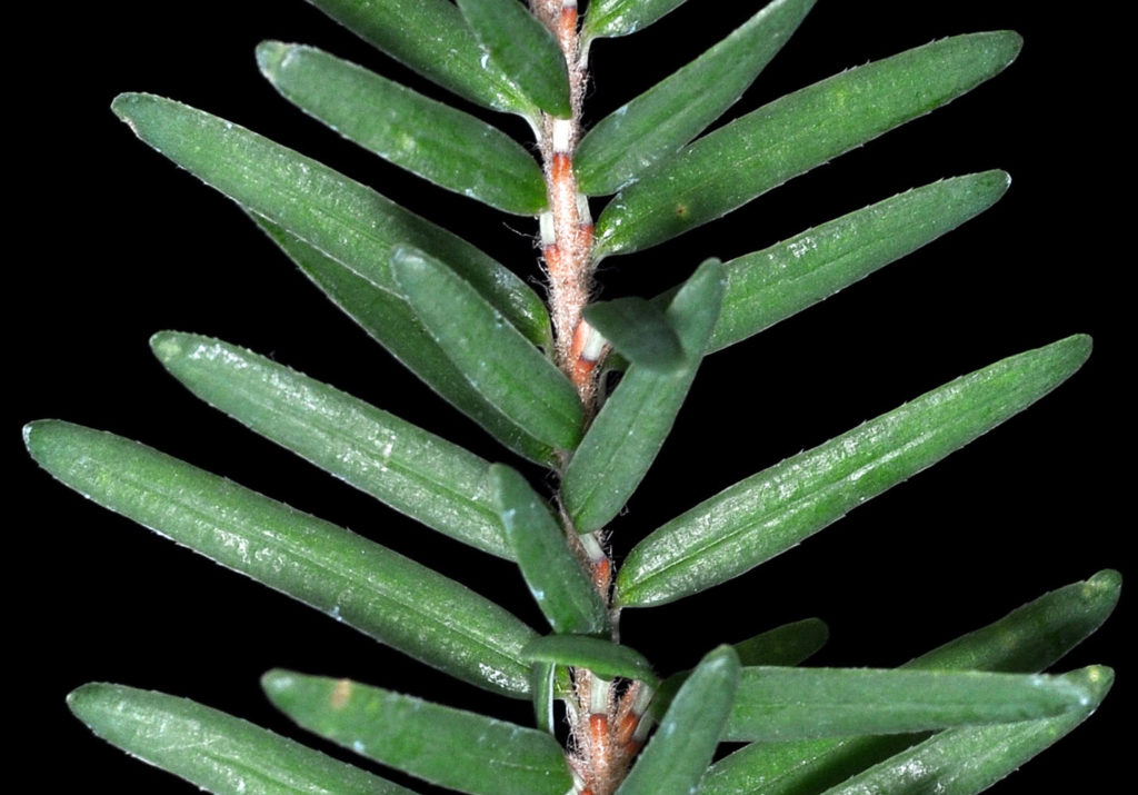 Flora of Eastern Washington Image: Tsuga heterophylla straigt leaves and stem