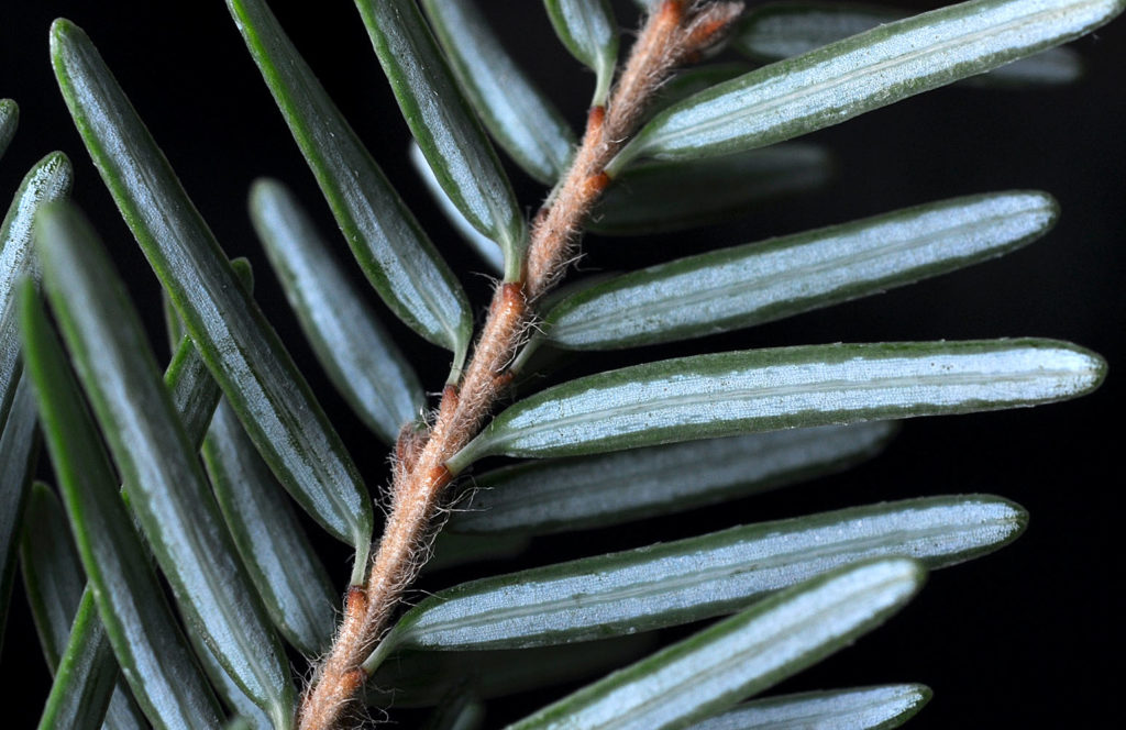Flora of Eastern Washington Image: Tsuga heterophylla zoom in on stem and leaves
