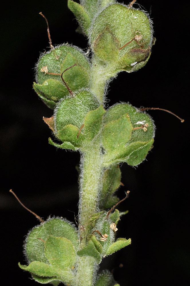 Flora of Eastern Washington Image: Besseya rubra
