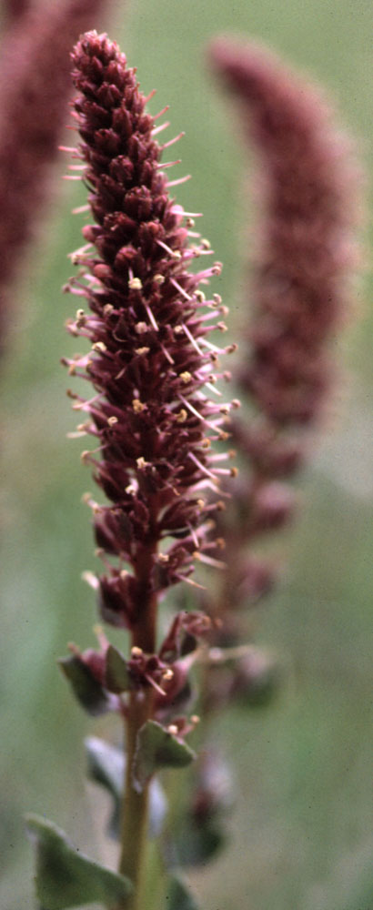Flora of Eastern Washington Image: Besseya rubra