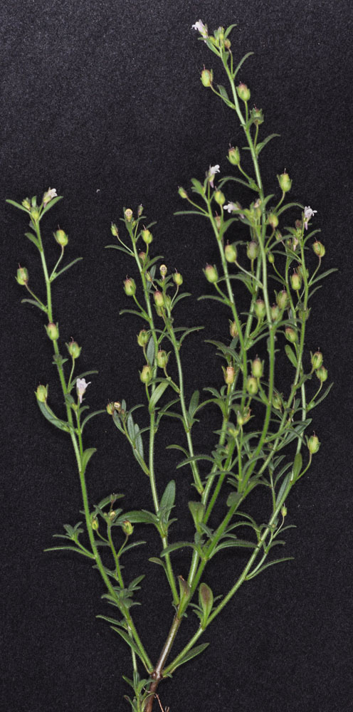 Flora of Eastern Washington Image: Sparganium emersum full plant in lab