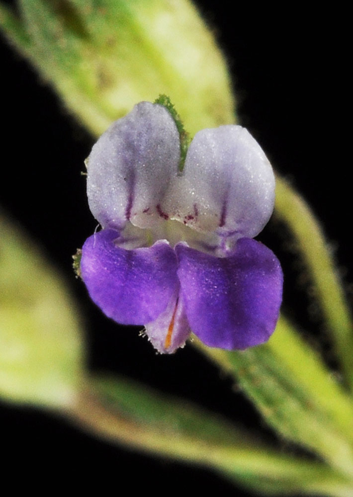 Flora of Eastern Washington Image: Collinsia rattanii