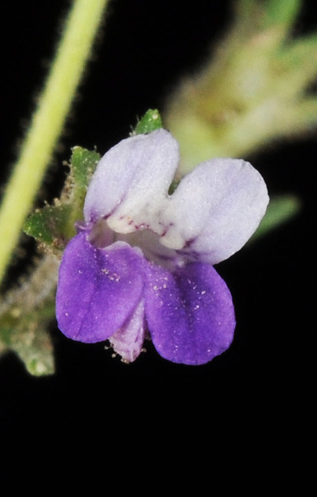 Flora of Eastern Washington Image: Collinsia rattanii