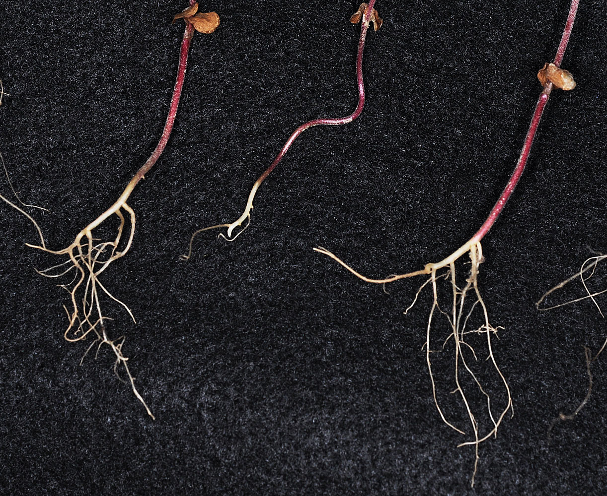 Flora of Eastern Washington Image: Collinsia rattanii