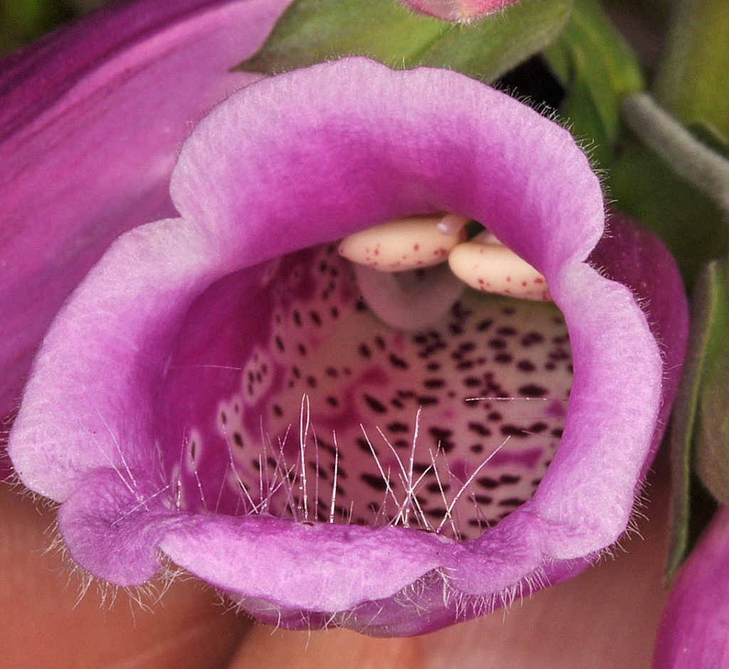 Flora of Eastern Washington Image: Synthyris rubra view of inside of bulb