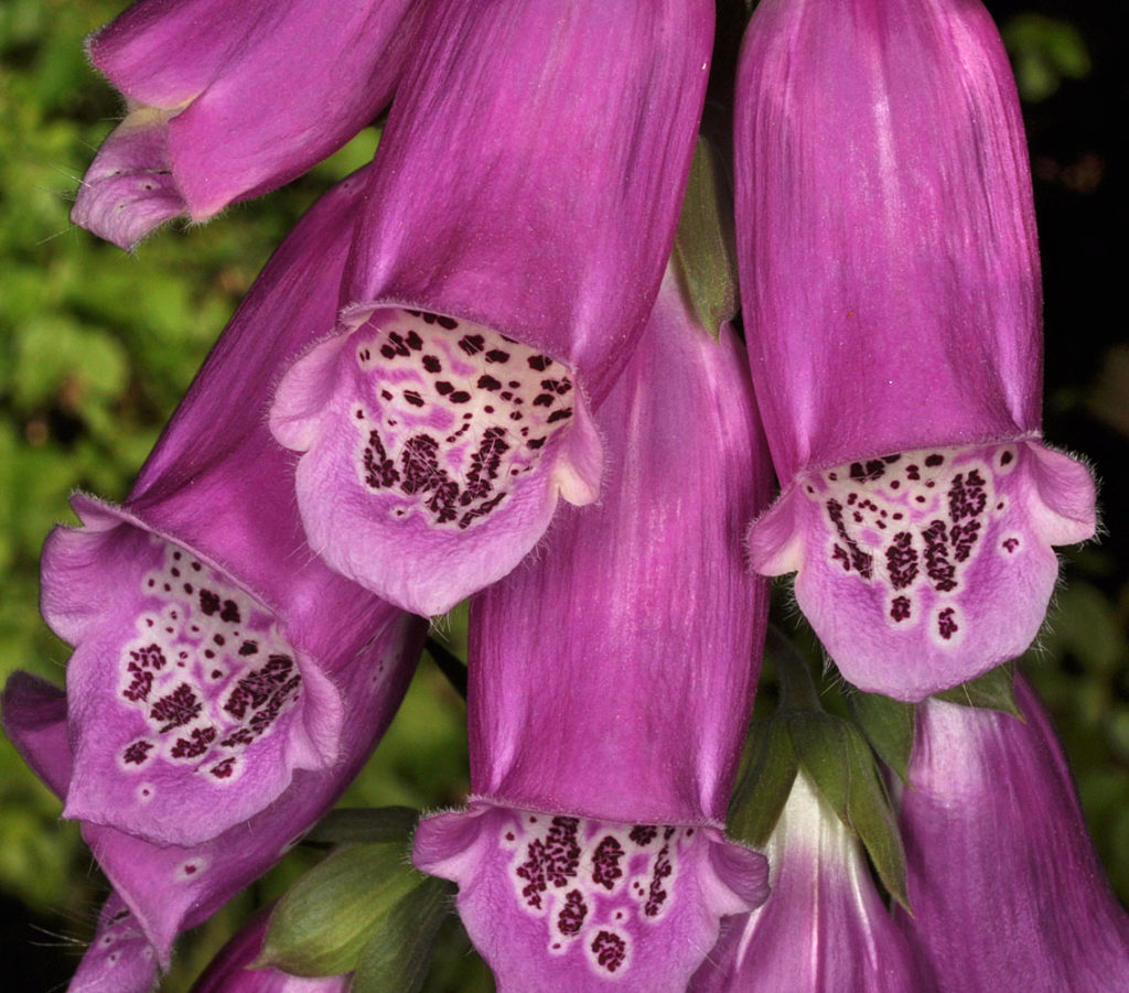 Flora of Eastern Washington Image: Synthyris rubra zoomed in on flower