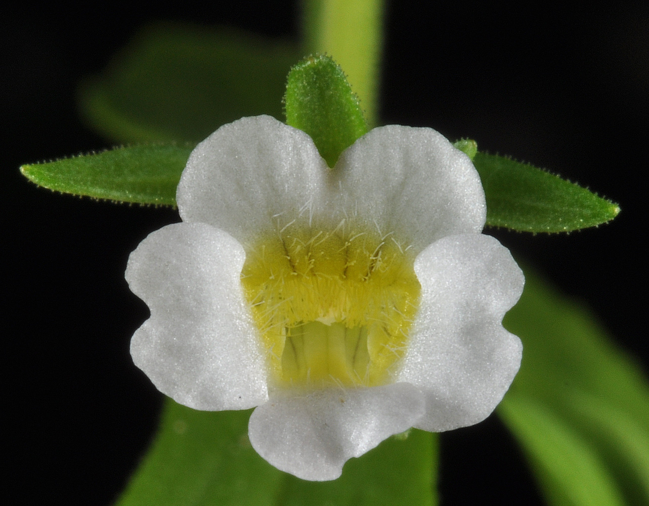Flora of Eastern Washington Image: Gratiola neglecta