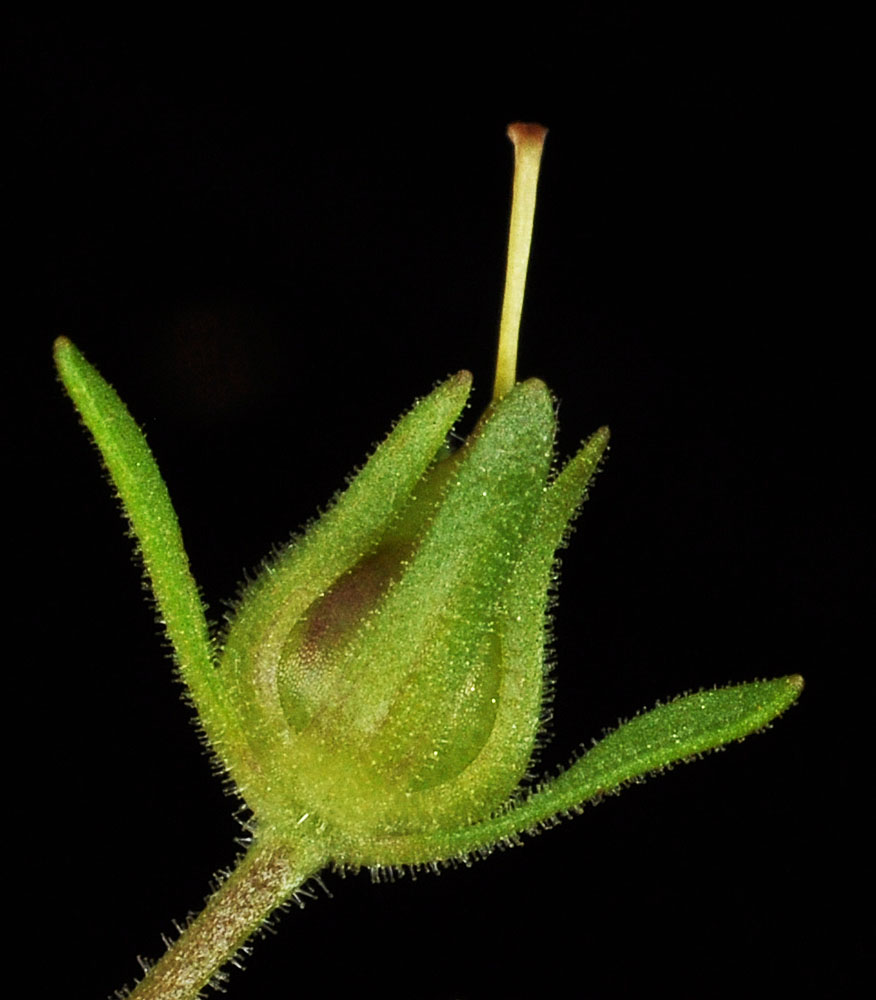 Flora of Eastern Washington Image: Penstemon barrettiae 3