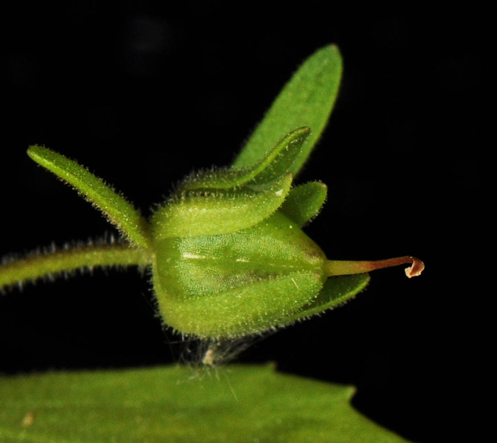 Flora of Eastern Washington Image: Penstemon barrettiae 2
