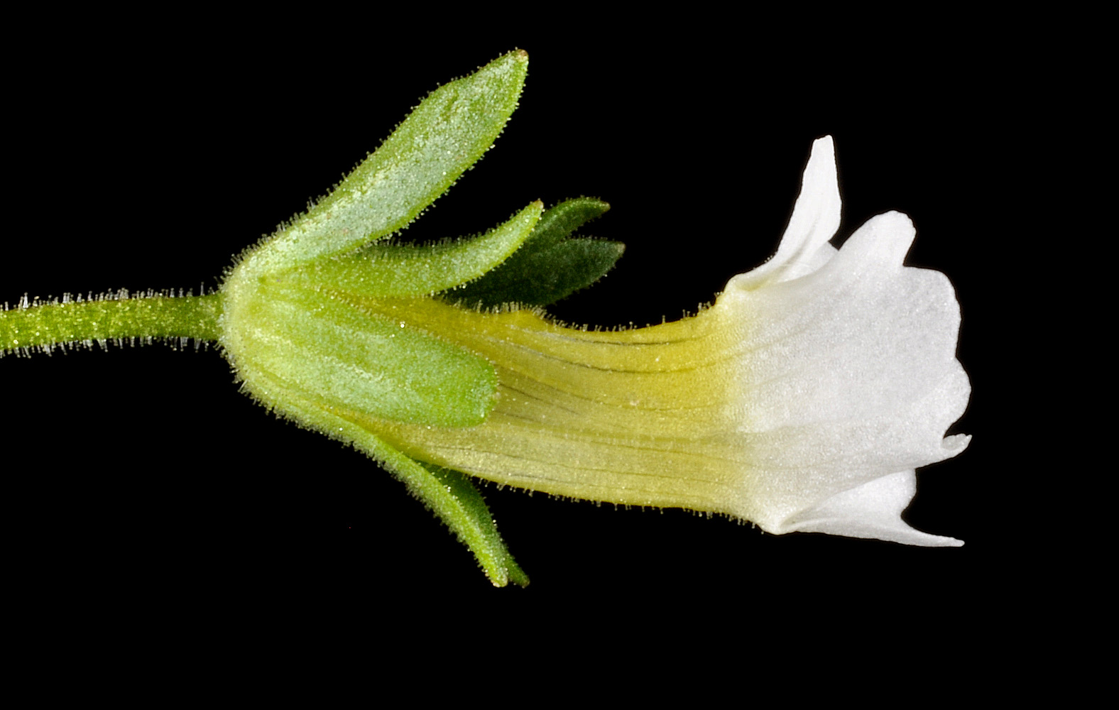 Flora of Eastern Washington Image: Gratiola neglecta