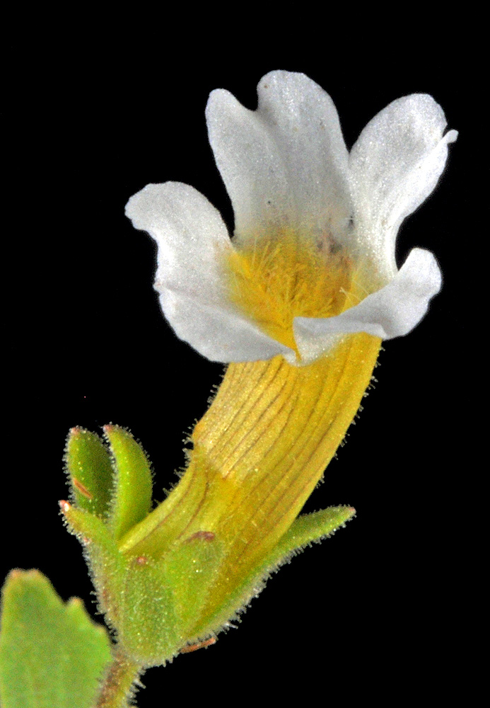 Flora of Eastern Washington Image: Gratiola neglecta