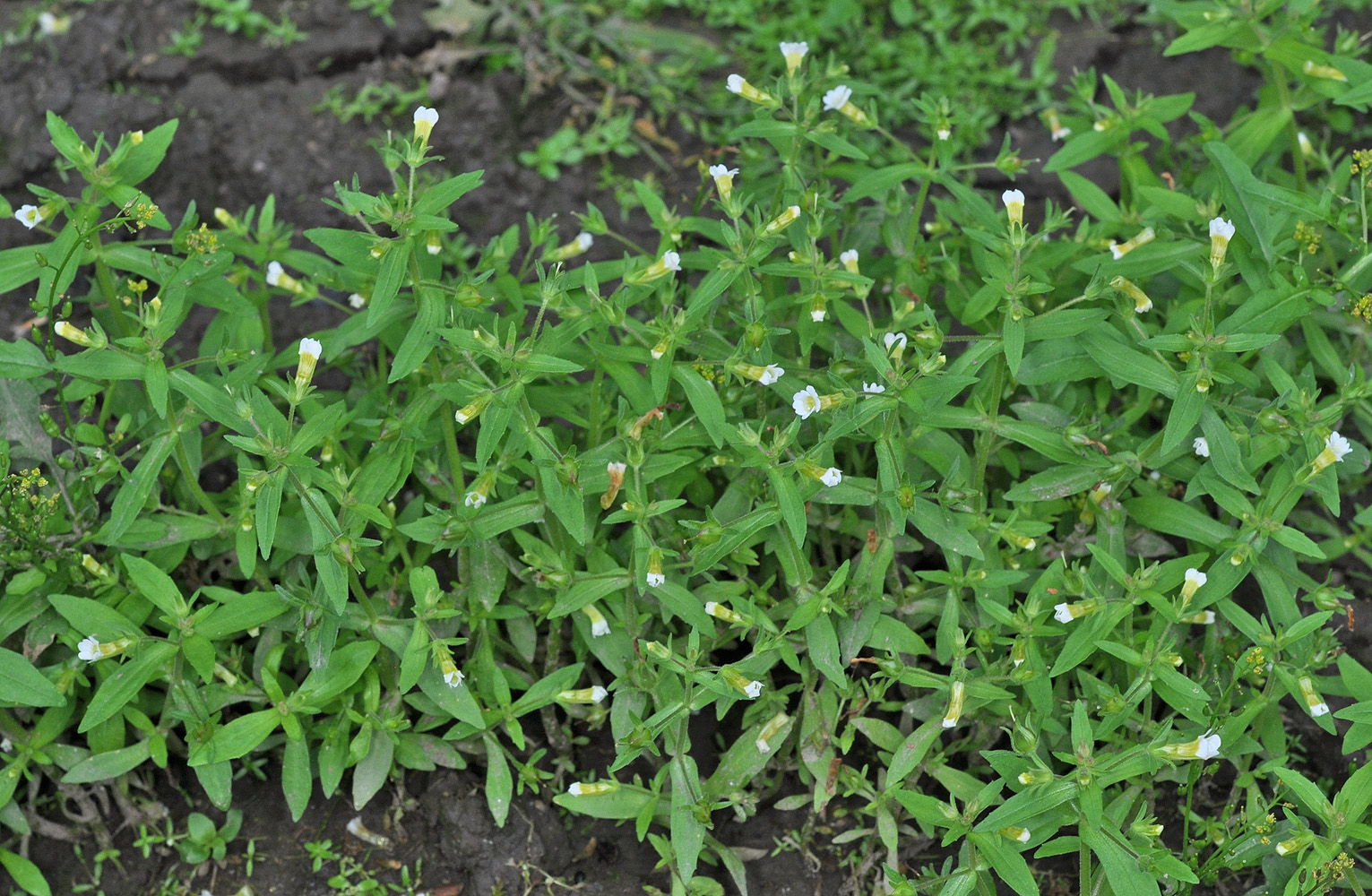 Flora of Eastern Washington Image: Gratiola neglecta