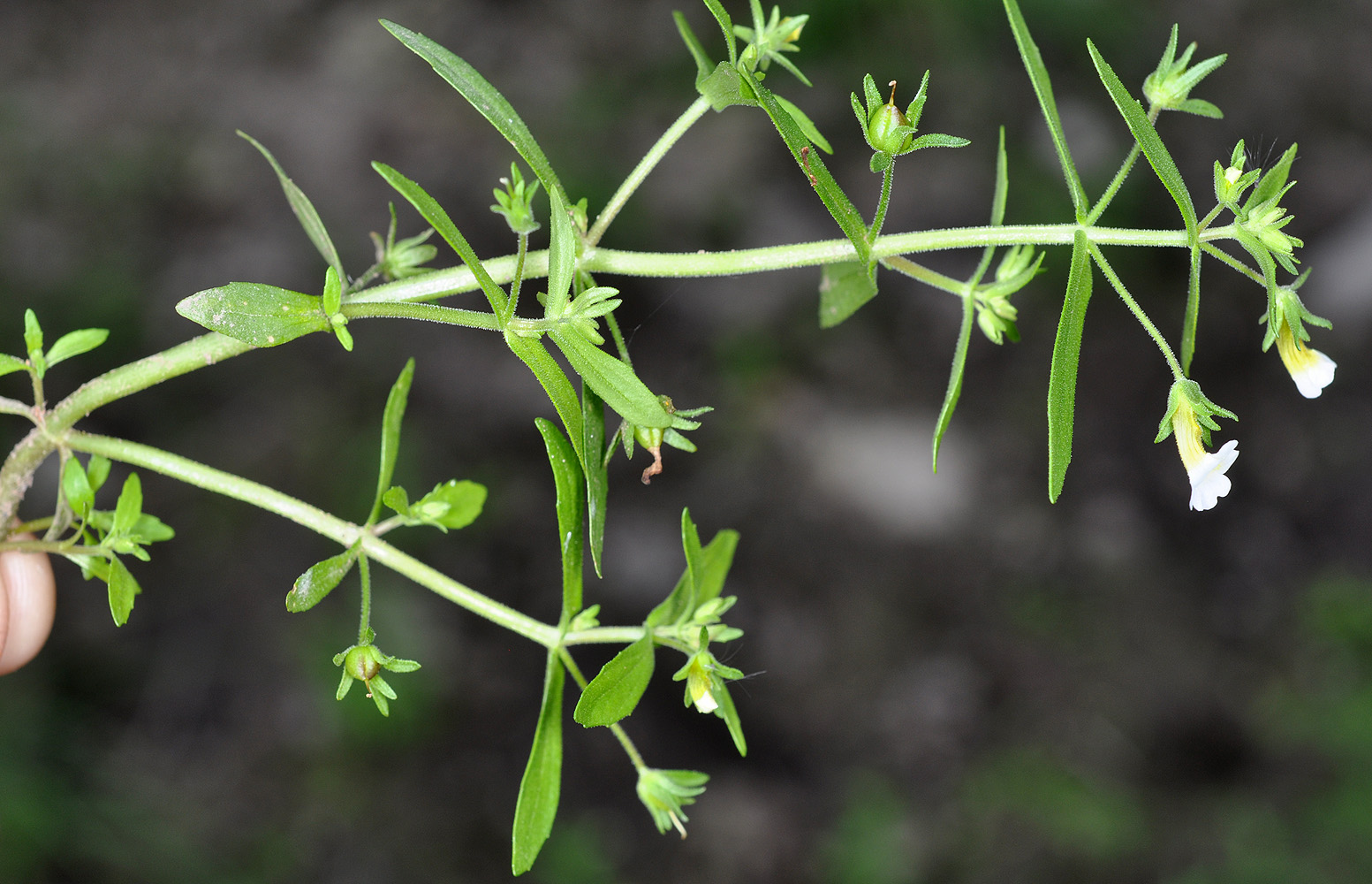 Flora of Eastern Washington Image: Gratiola neglecta