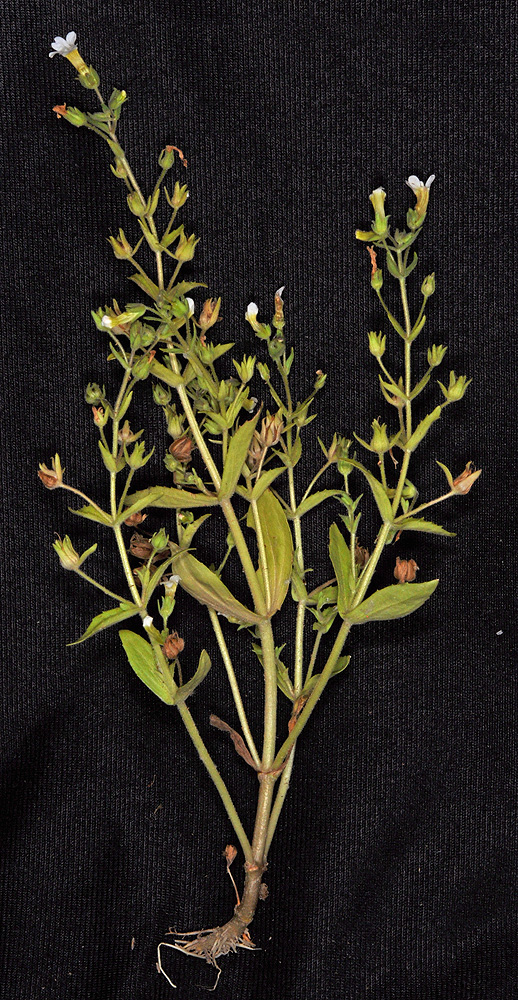 Flora of Eastern Washington Image: Gratiola neglecta