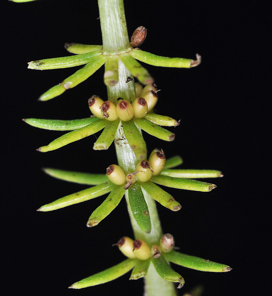 Flora of Eastern Washington Image: Hippuris vulgaris