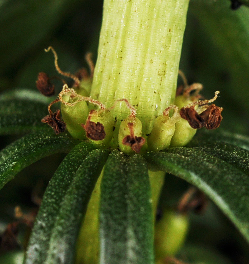 Flora of Eastern Washington Image: Hippuris vulgaris