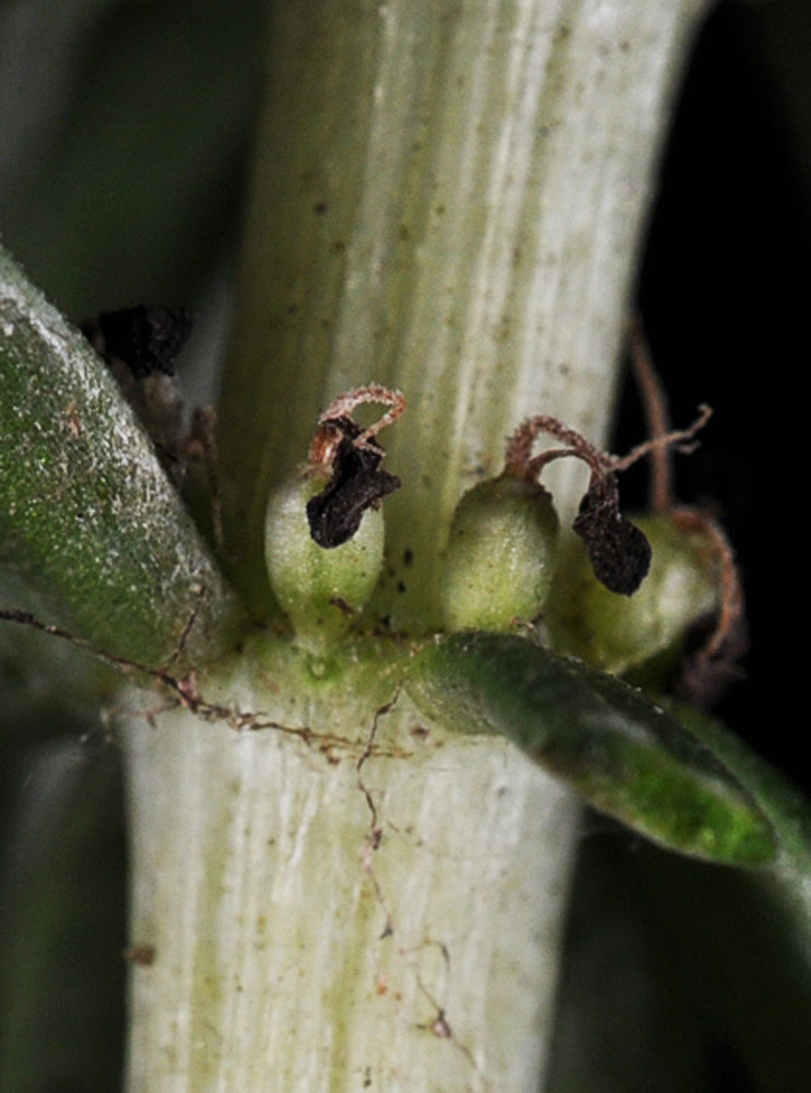 Flora of Eastern Washington Image: Hippuris vulgaris