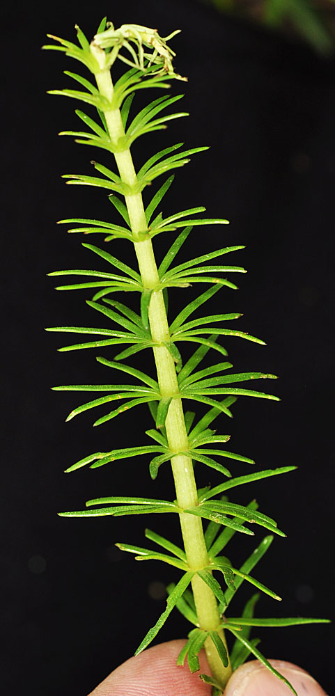 Flora of Eastern Washington Image: Hippuris vulgaris