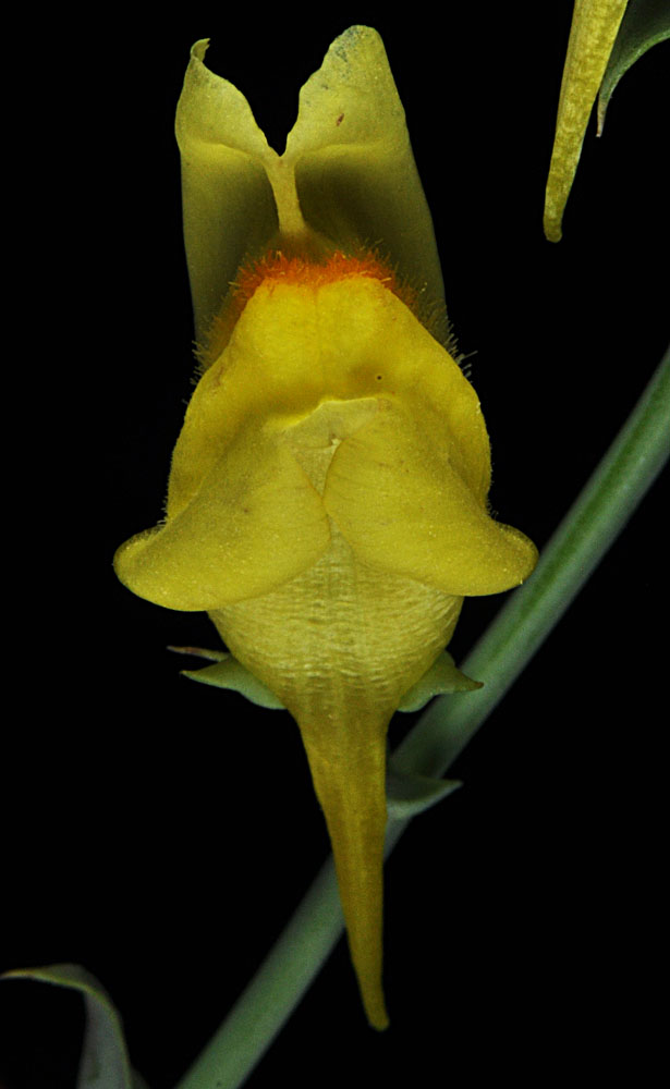 Flora of Eastern Washington Image: Linaria dalmatica