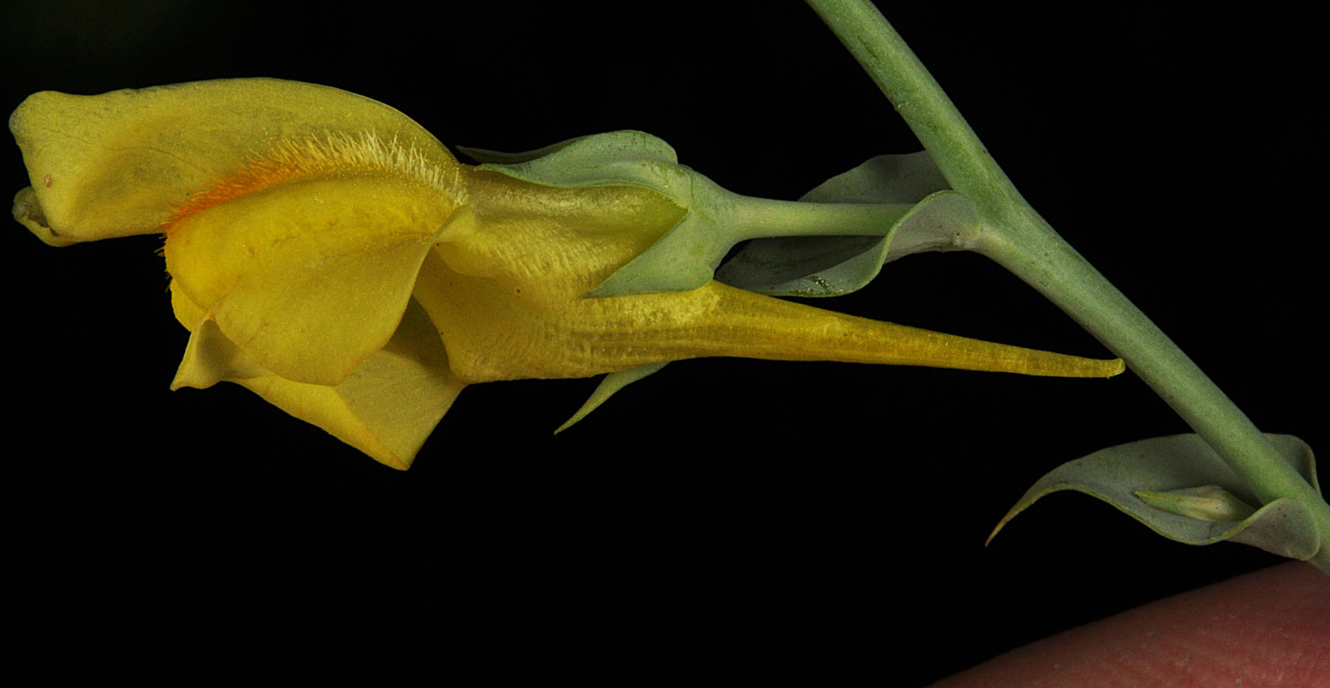 Flora of Eastern Washington Image: Linaria dalmatica