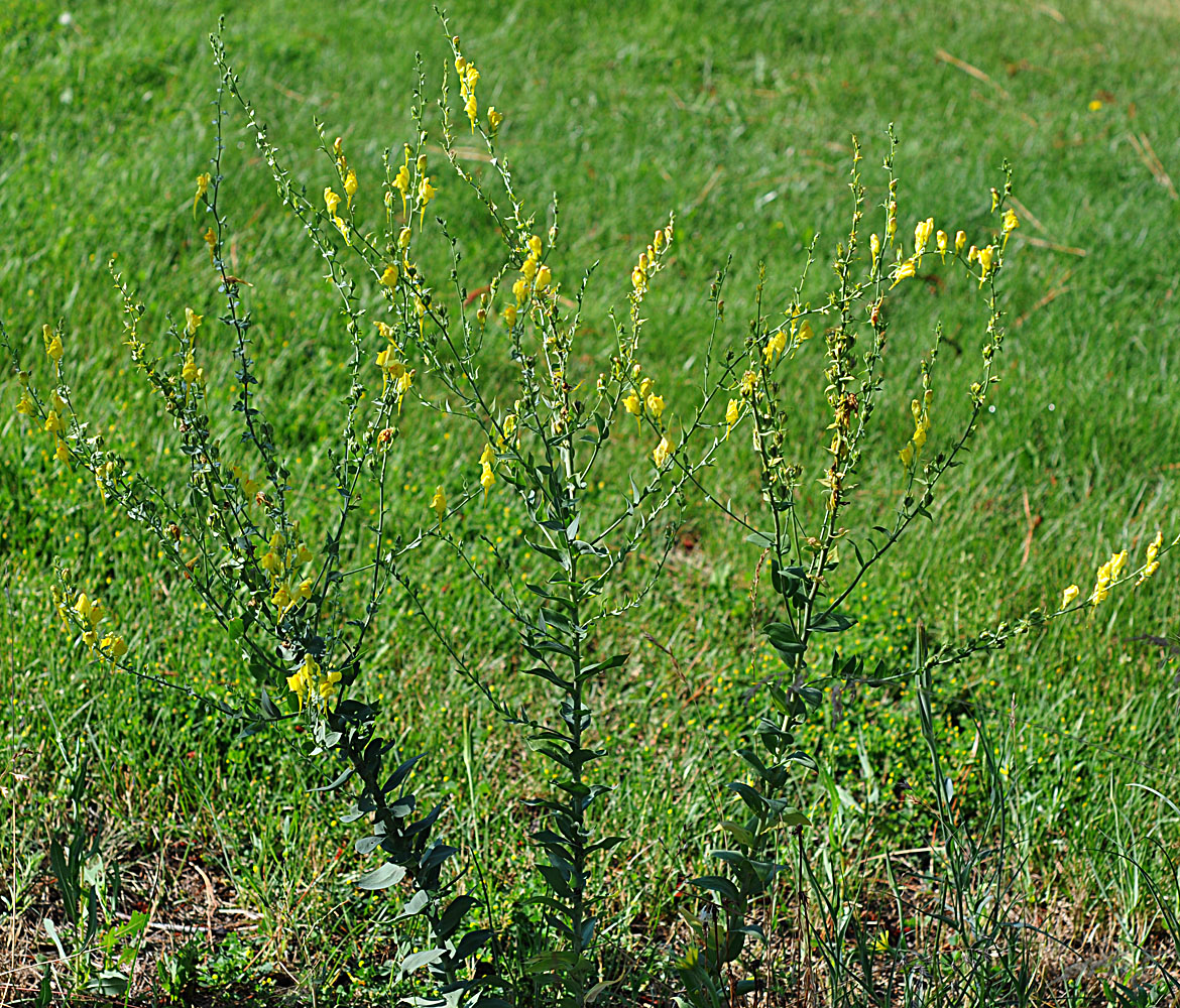 Flora of Eastern Washington Image: Linaria dalmatica