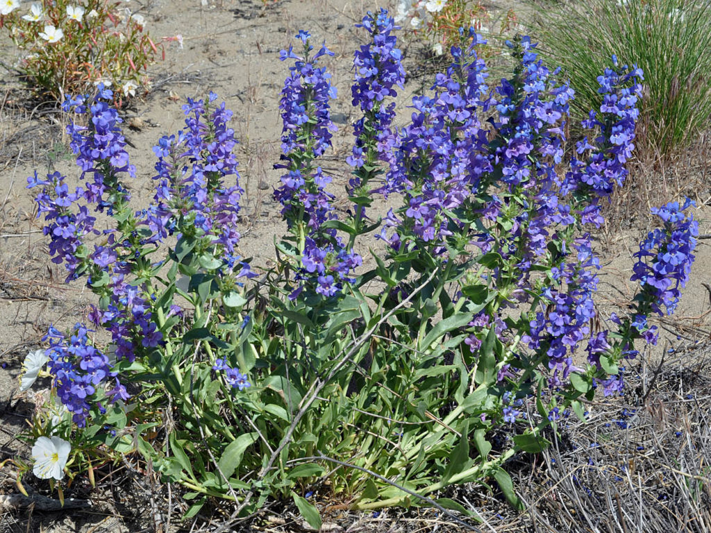 Photo of Veronica officinalis flower grrowing in nature