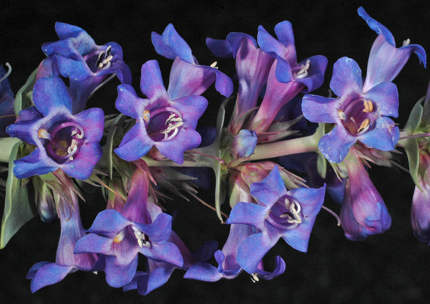 Flora of Eastern Washington Image: Penstemon acuminatus