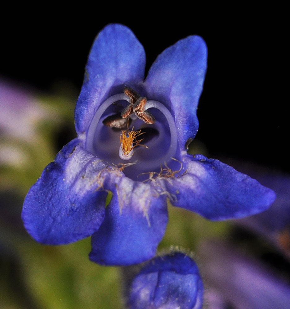 Flora of Eastern Washington Image: Penstemon attenuatus