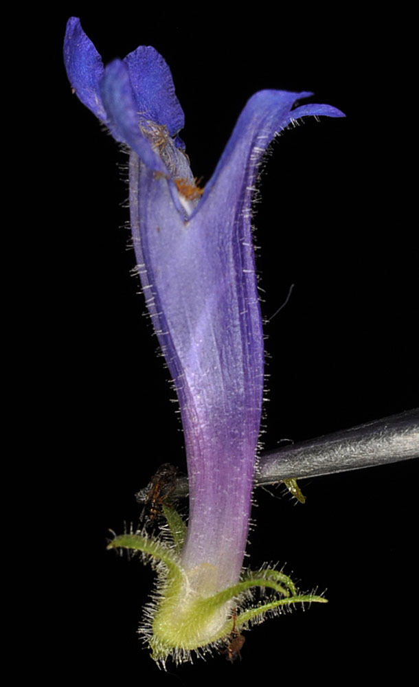 Flora of Eastern Washington Image: Penstemon attenuatus