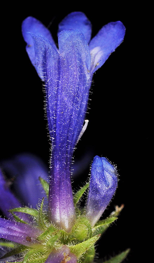 Flora of Eastern Washington Image: Penstemon attenuatus