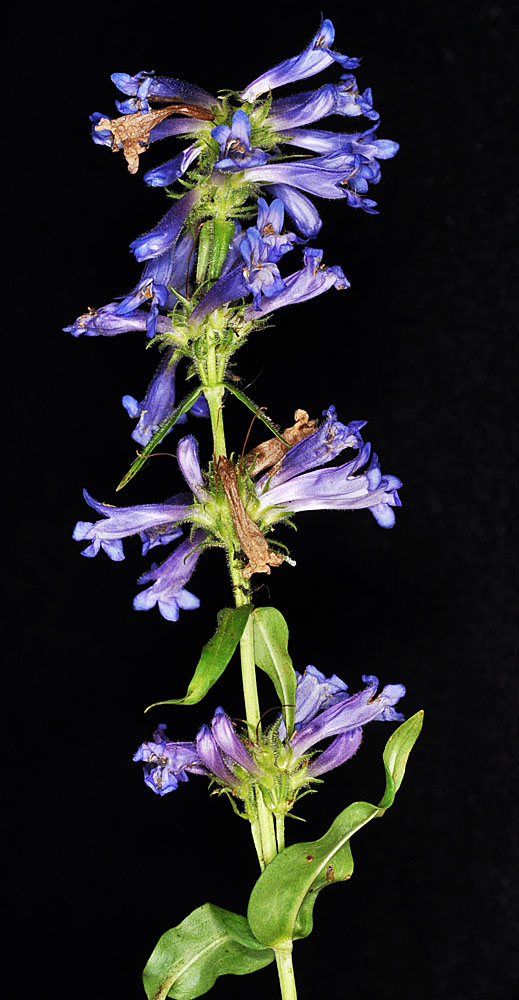 Flora of Eastern Washington Image: Penstemon attenuatus