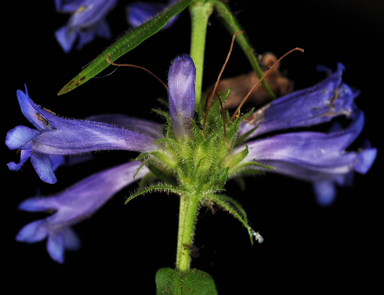 Flora of Eastern Washington Image: Penstemon attenuatus