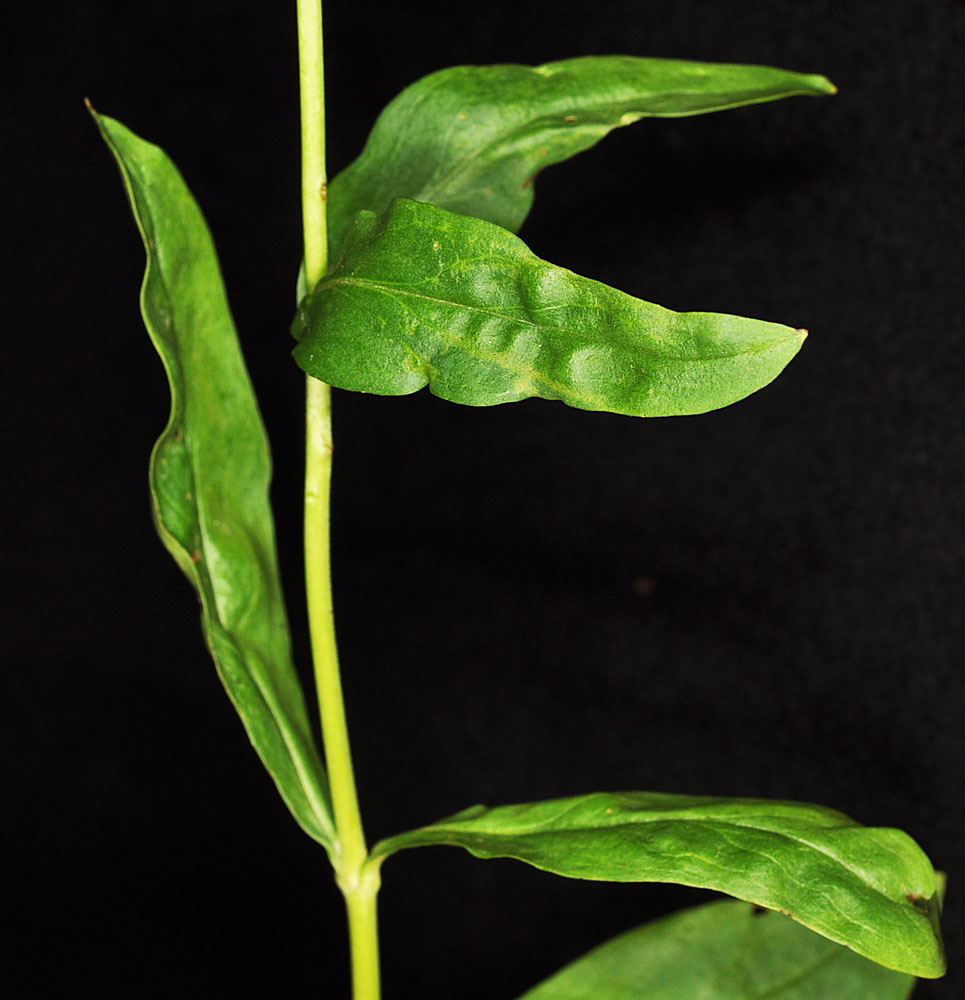 Flora of Eastern Washington Image: Penstemon attenuatus