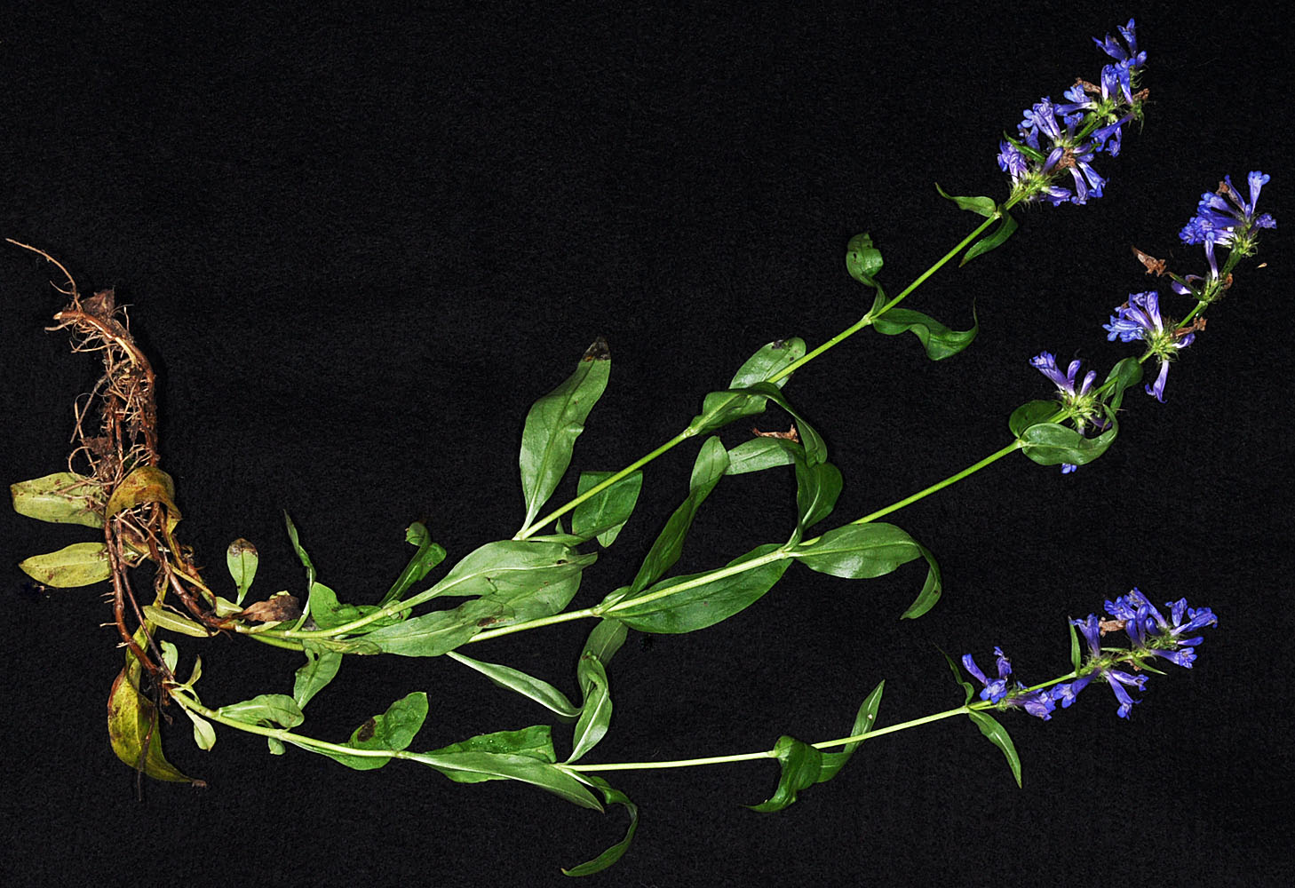Flora of Eastern Washington Image: Penstemon attenuatus