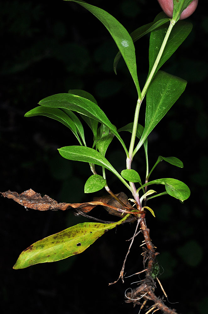 Flora of Eastern Washington Image: Penstemon attenuatus