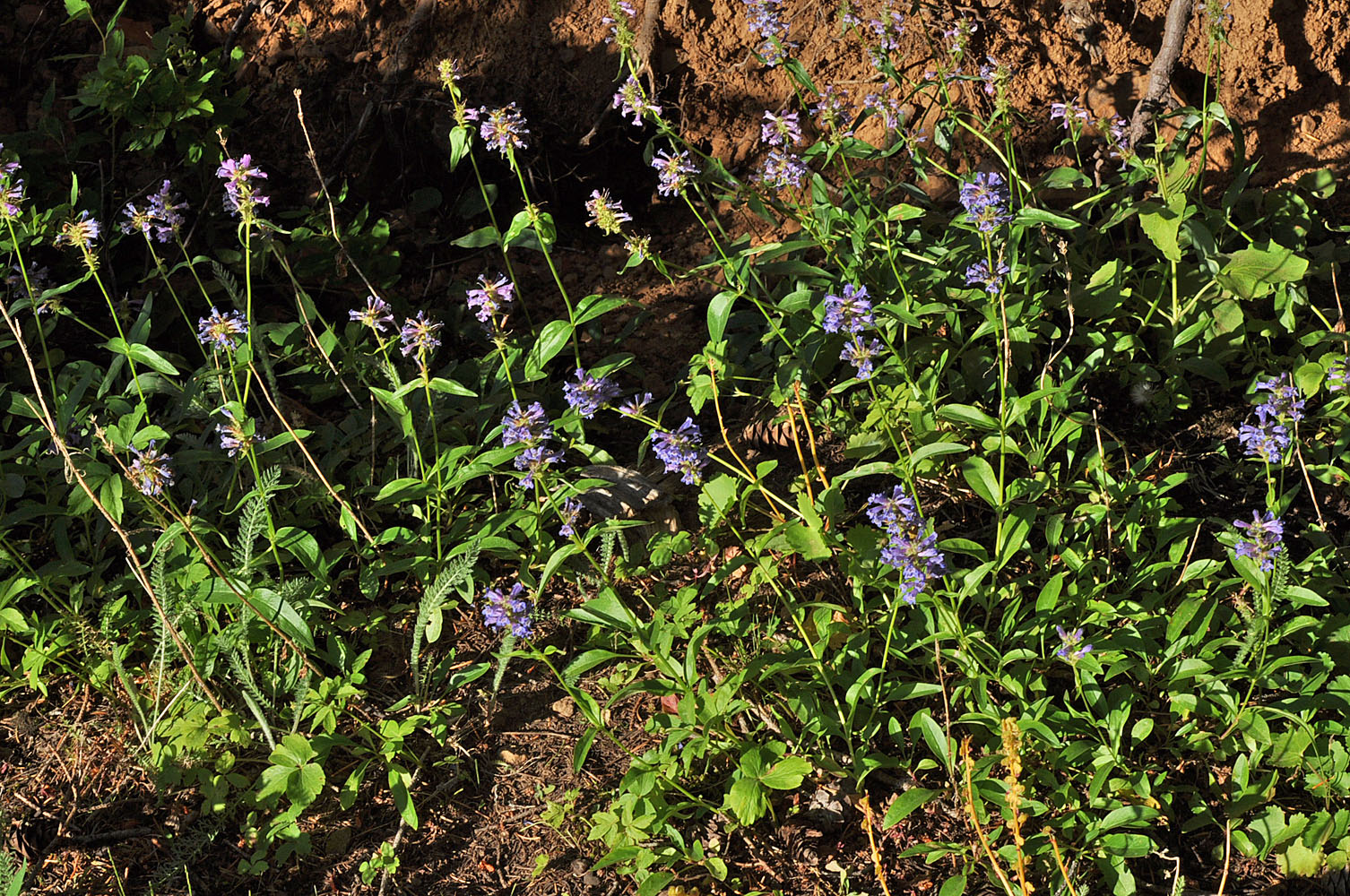 Flora of Eastern Washington Image: Penstemon attenuatus