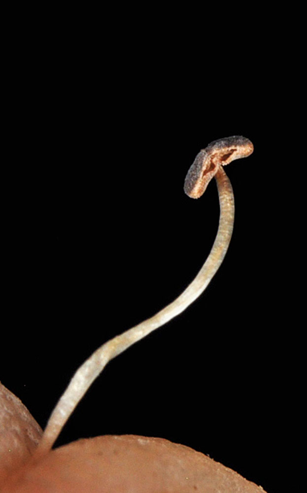 Flora of Eastern Washington Image: Penstemon attenuatus