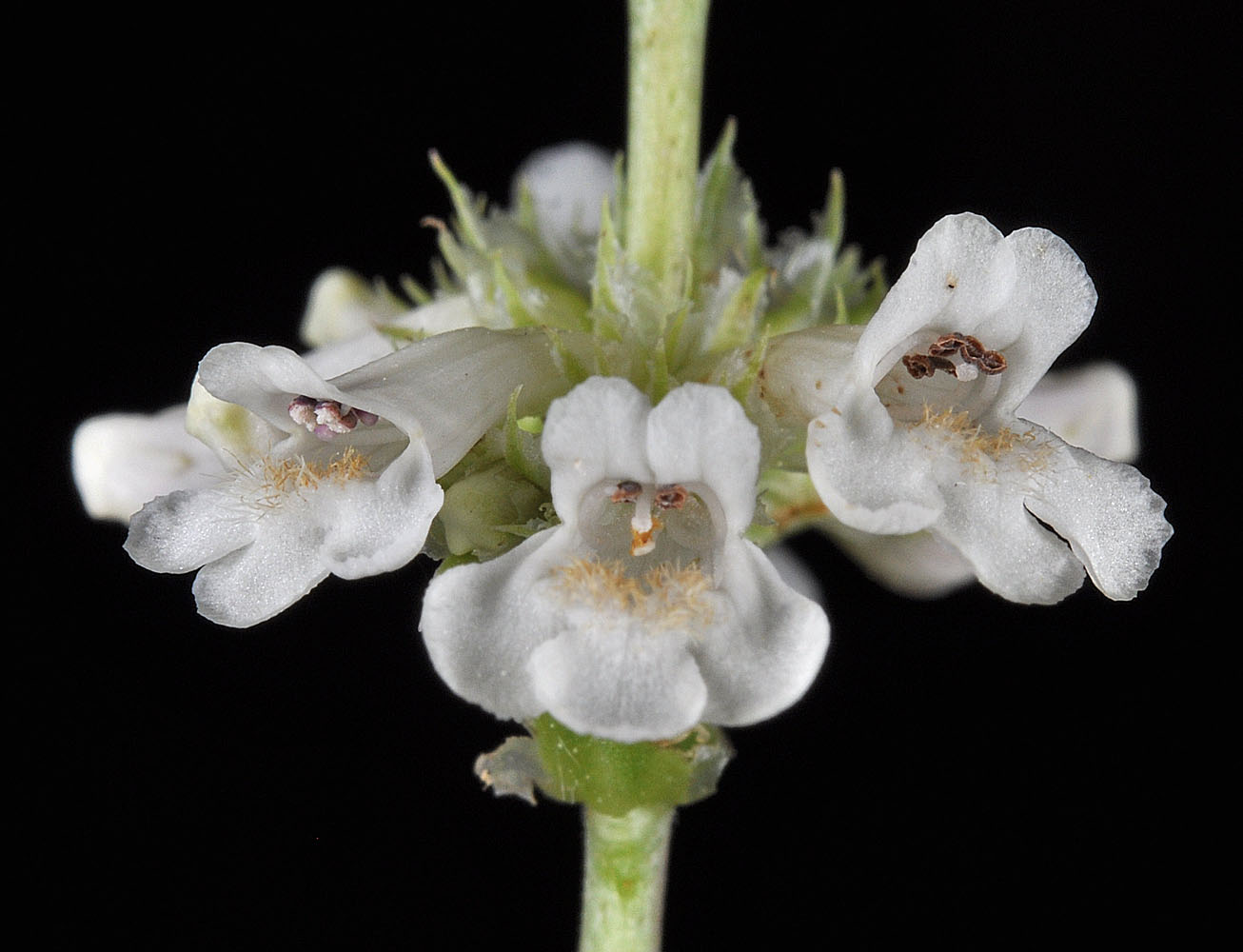 Flora of Eastern Washington Image: Penstemon confertus