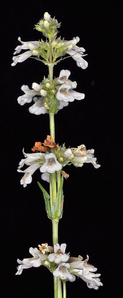 Flora of Eastern Washington Image: Penstemon confertus