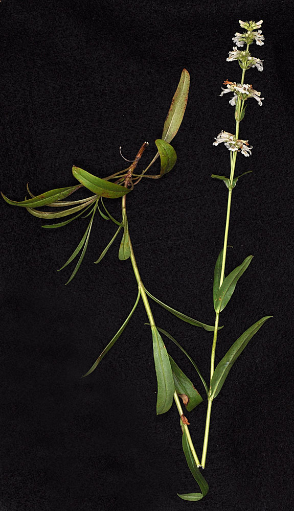 Flora of Eastern Washington Image: Penstemon confertus