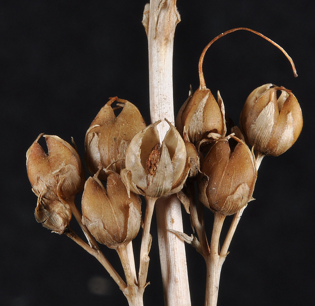 Flora of Eastern Washington Image: Penstemon deustus